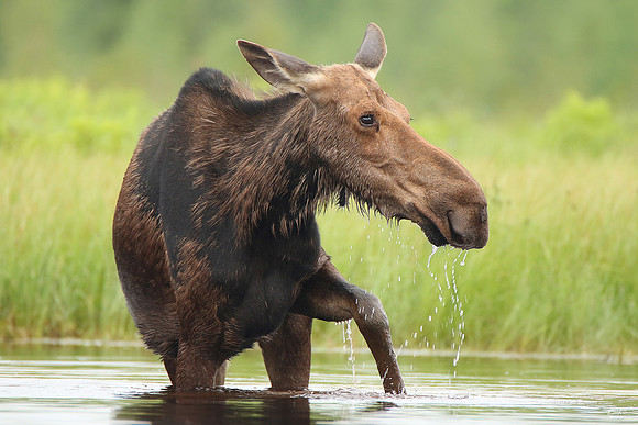 2x Winner: National Photographers Photo of the Day and Best Photo Award, July 2023