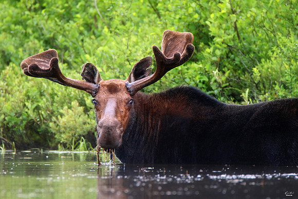 Photo of the Week Award, July 2021