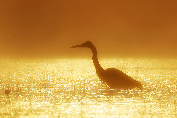 Top Bird Photo of the Week Award, July 2021
