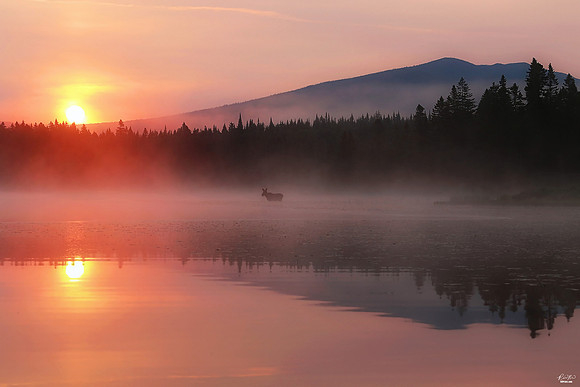 Featured in "Only In New Hampshire" July 2019