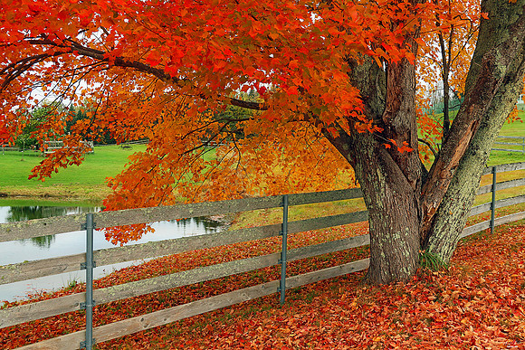 3x Winner: Only In New Hampshire Feature, National & International Photo of the Day Award, Nov 2021
