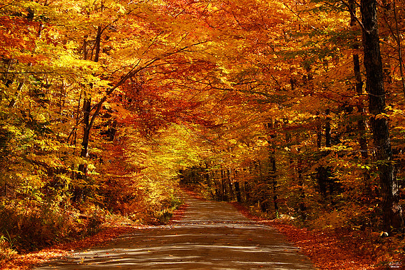 International Photo Award for "Love for Autumn" Award, February 2020