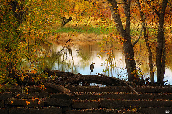3x Winner: International Photo, Top National Photo, & Best Bird Photo of the Week Awards, Sep/Oct 20