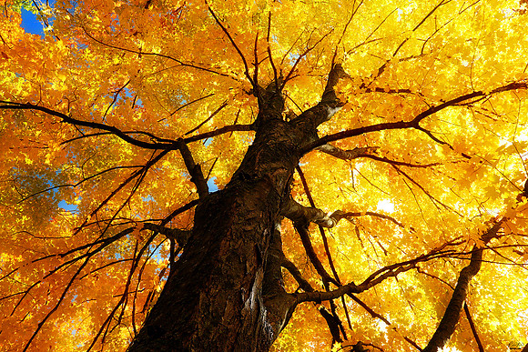 International Photo Award for "Most Extraordinarily Beautiful Fall Moment" Award, December 2020