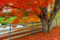 3x Winner: Only In New Hampshire Feature, National & International Photo of the Day Award, Nov 2021