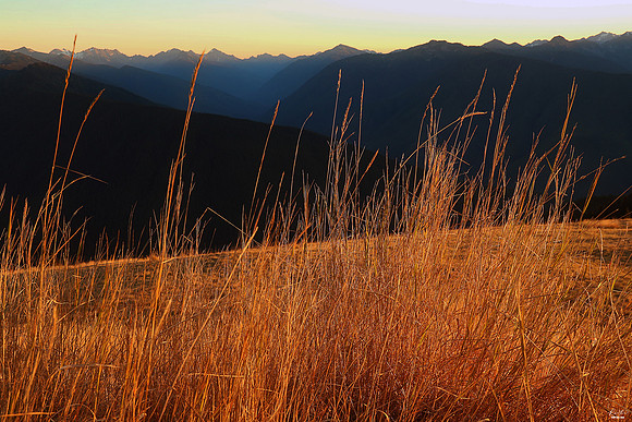 Hurricane Ridge, Olympic National Park