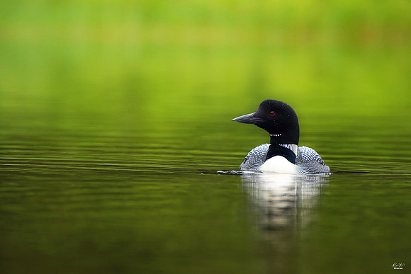 2x Winner: Best Bird Photo Across USA & Canada Award and Best Photo of the Week Award, July 2024