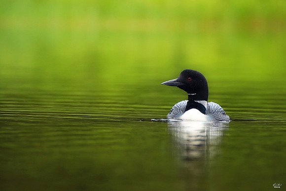 2x Winner: Best Bird Photo Across USA & Canada Award and Best Photo of the Week Award, July 2024
