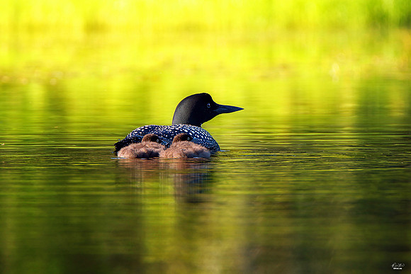 2x Winner, International and National Photographers Photo of the Week Award, July 2022